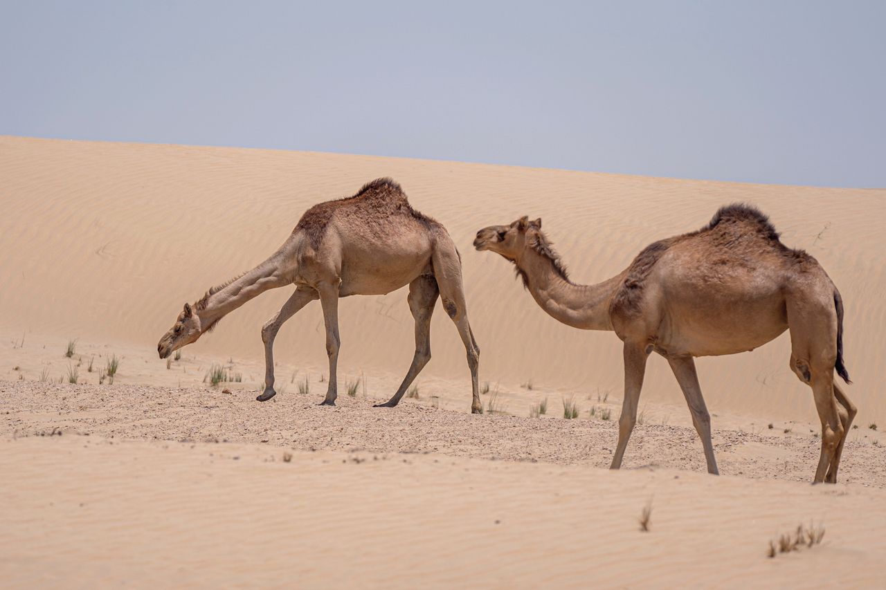 حظيرة أغنام سعودية منظمة بممرات وبوابات داخلية وسياج شبكي قوي في مزرعة بالرياض