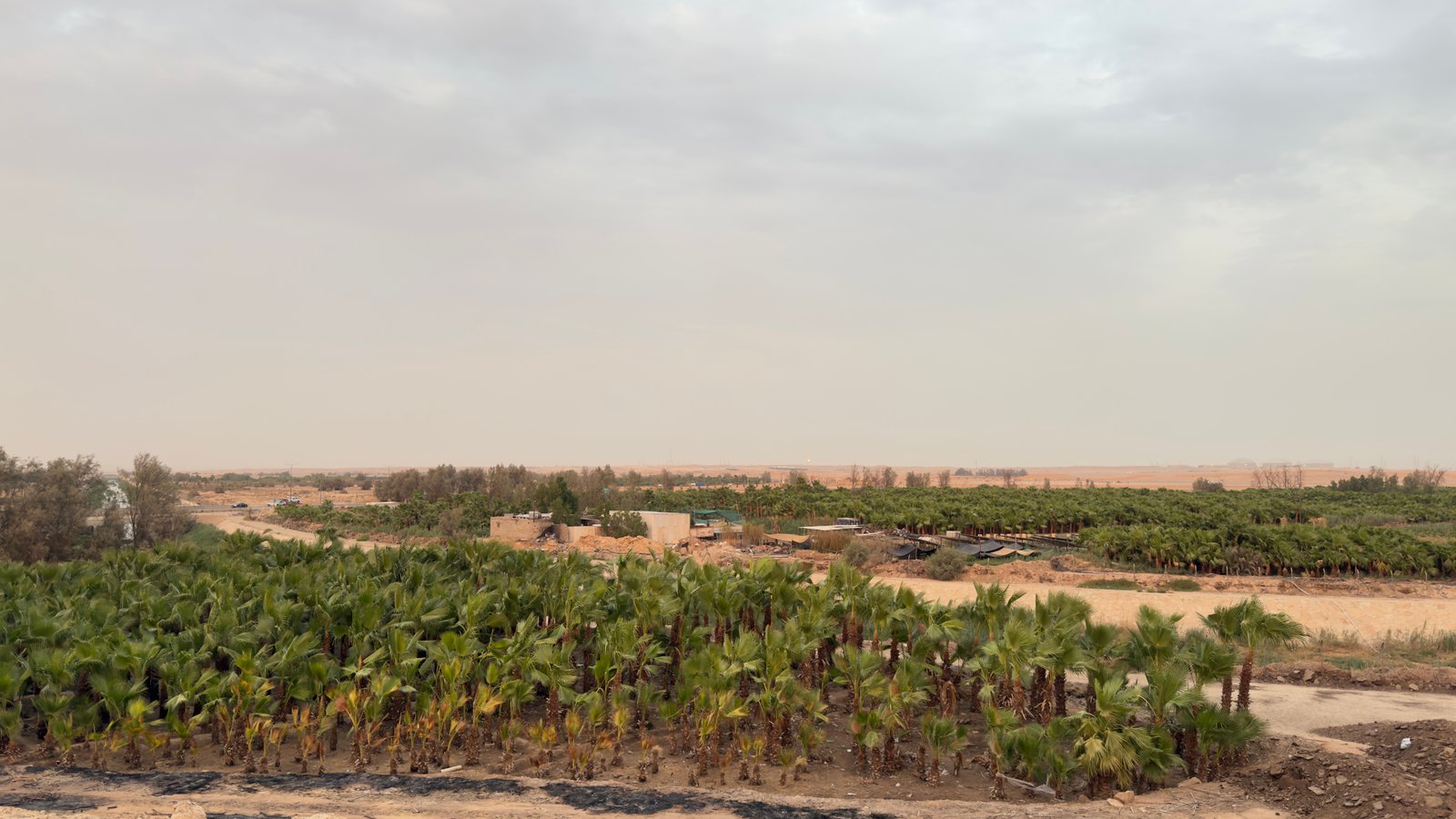 أفضل النباتات حسب مناطق ومدن السعودية في 2026