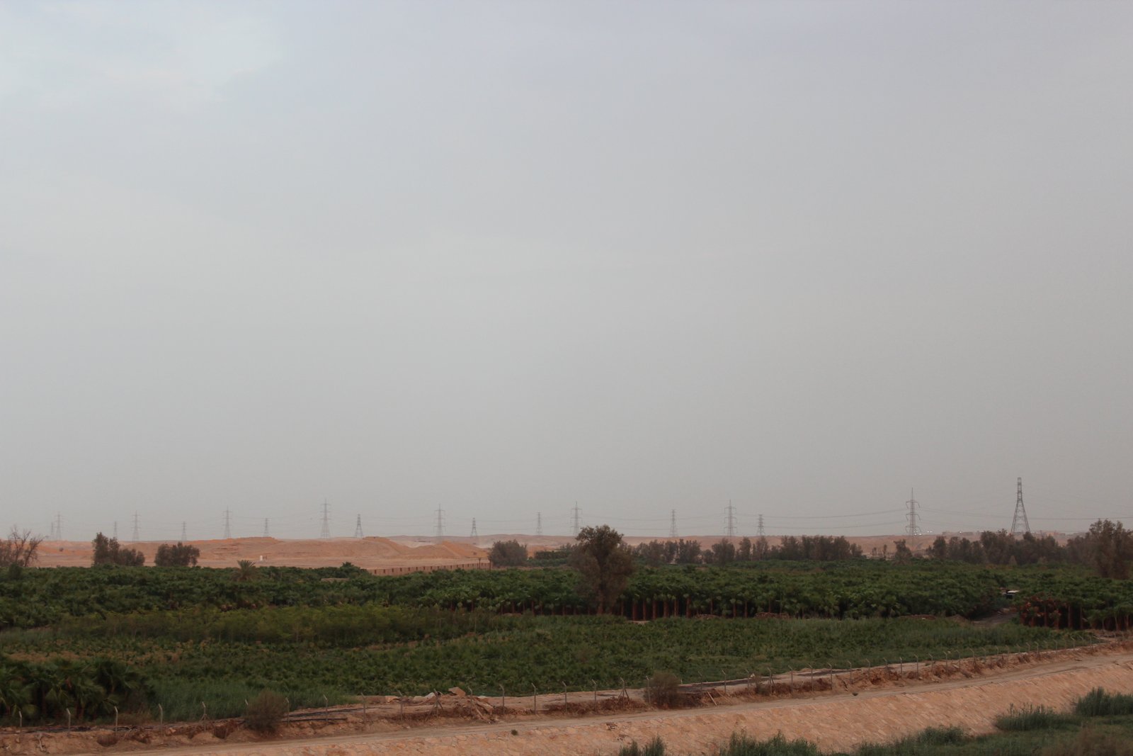 أفضل أشجار الظل في السعودية والرياض | الأنواع المناسبة للمناخ المحلي