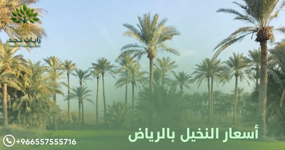 أسعار النخيل الطويل بالرياض