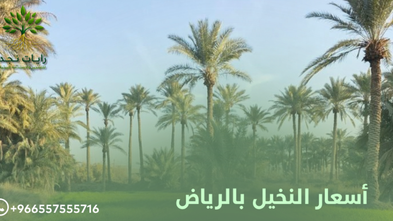 أسعار فسائل النخيل بالرياض