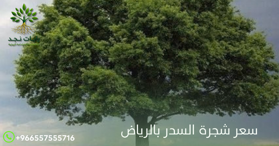 أسعار السدر في الرياض