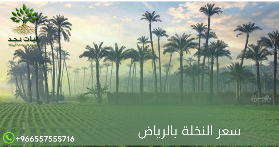 نخيل للبيع بالرياض