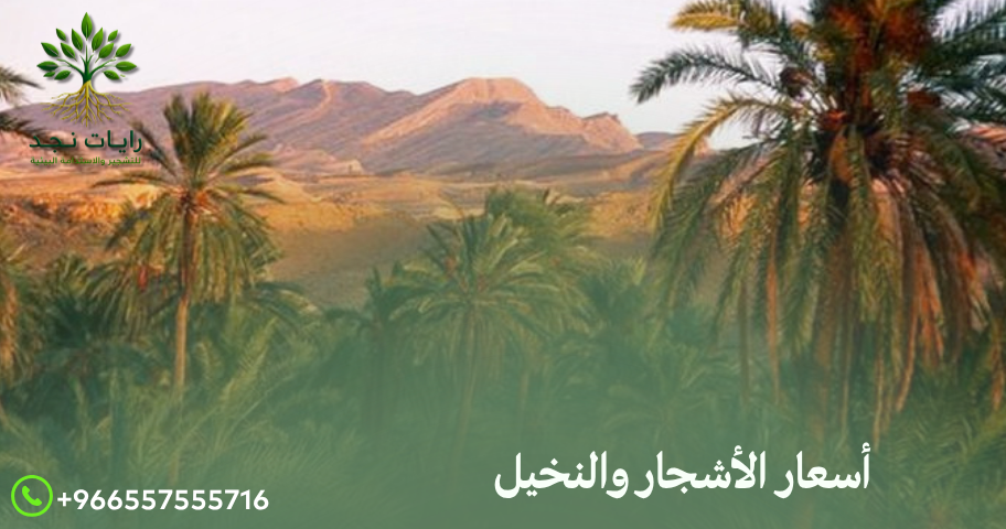 أسعار النخيل بالرياض