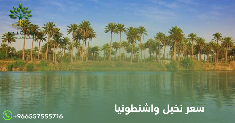 سعر نخيل واشنطونيا