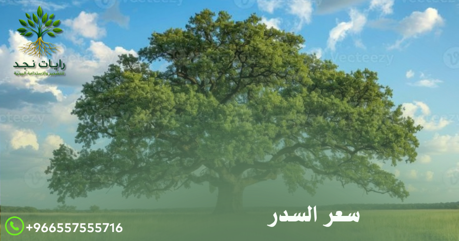أسعار السدر بالرياض