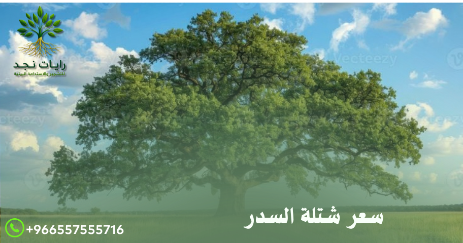 سعر شتلة السدر بالرياض | دليل أسعار شتلات