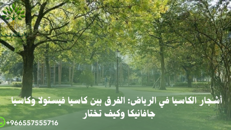 كاسيا فيستولا بالرياض