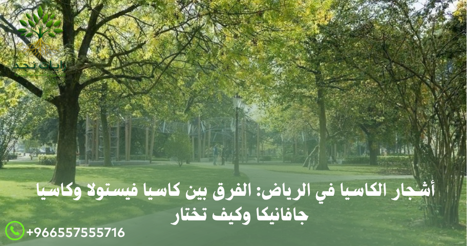 أسعار أشجار الكاسيا بالرياض