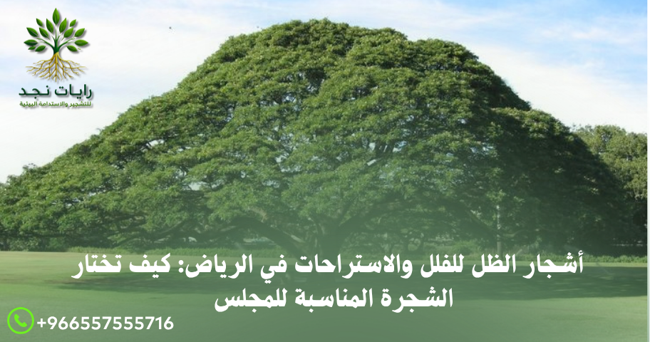 أفضل أشجار الظل بالرياض