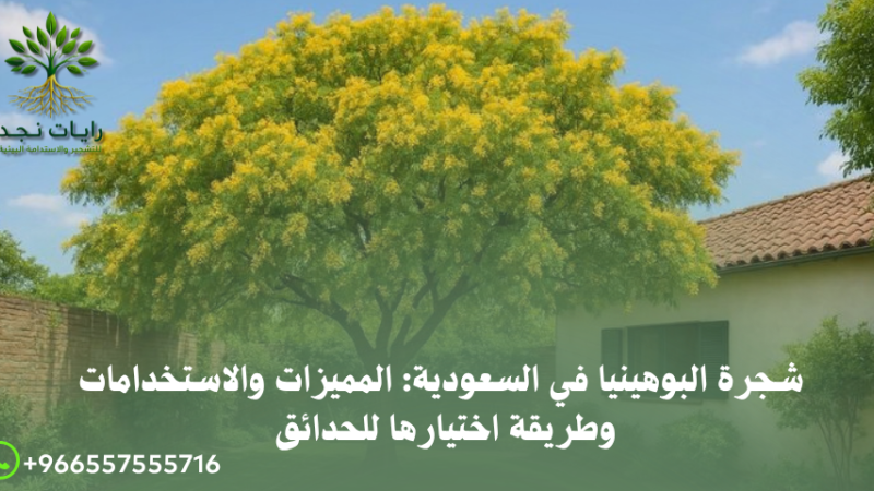 شجرة بوهينيا للبيع في السعودية
