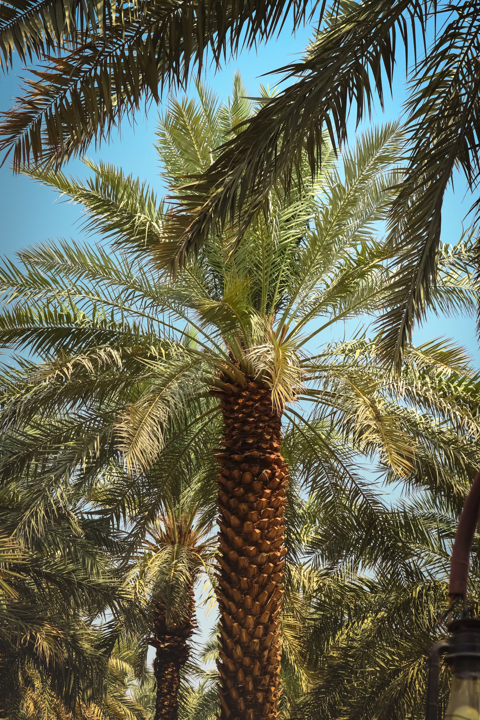 نخيل وأشجار في المملكة العربية السعودية
