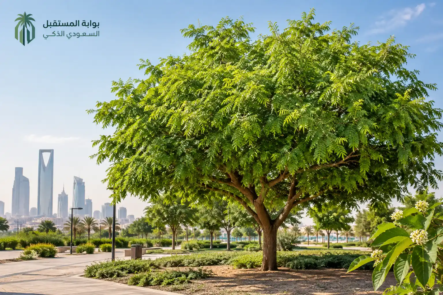 شجرة النيم في السعودية: هل تناسب الزراعة والتشجير؟