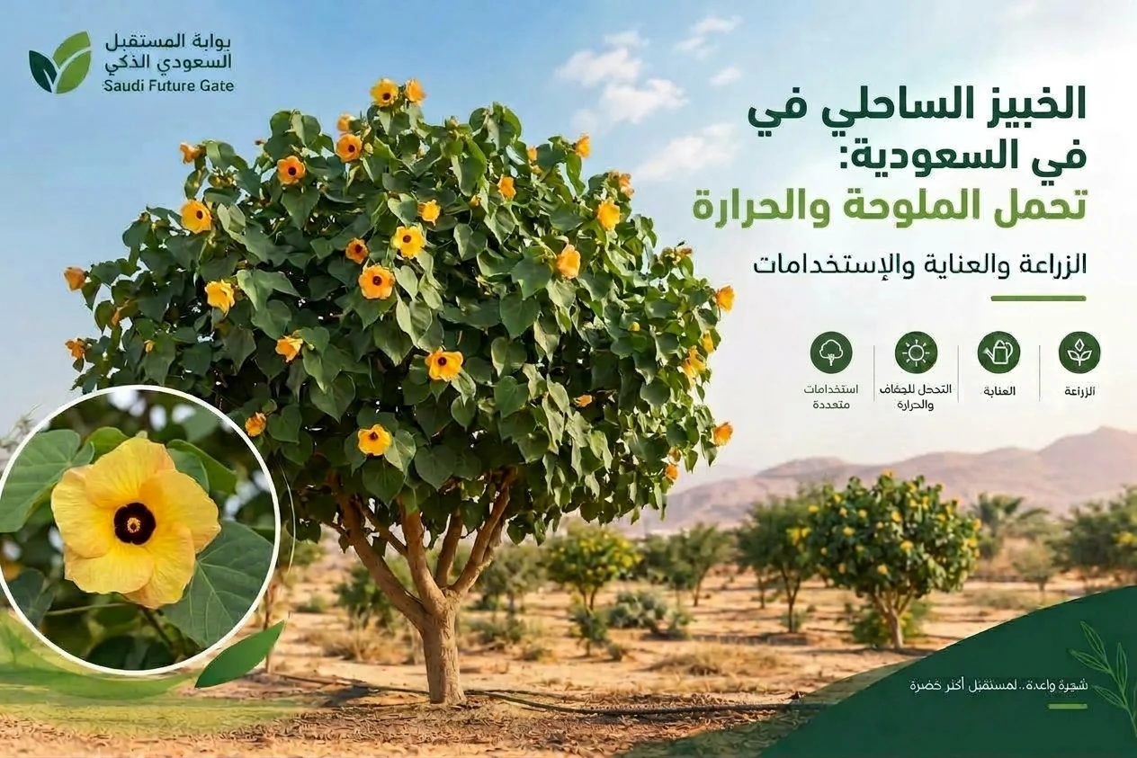 الخبيز الساحلي في السعودية: تحمل الملوحة والحرارة