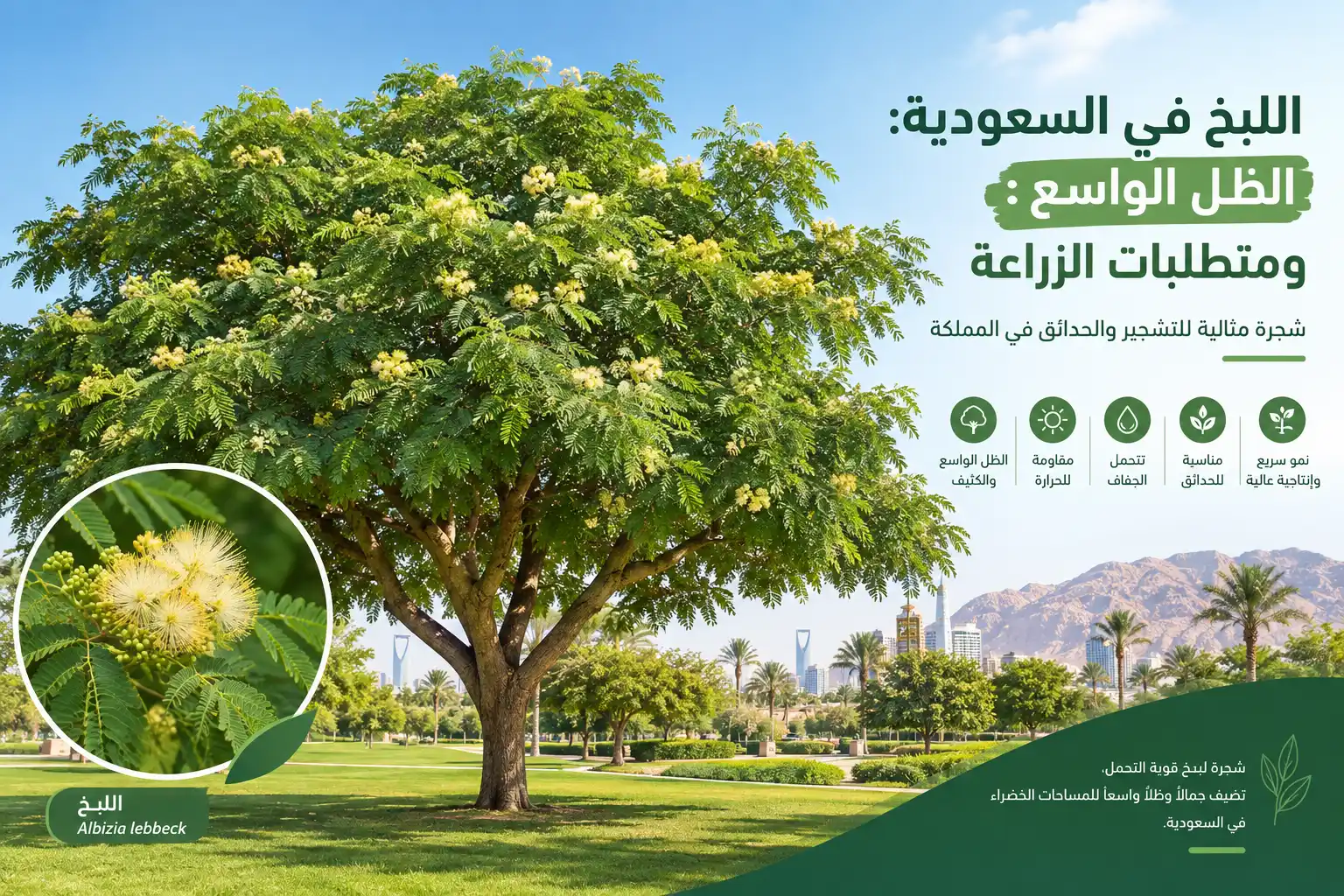 اللبخ في السعودية: الظل الواسع ومتطلبات الزراعة