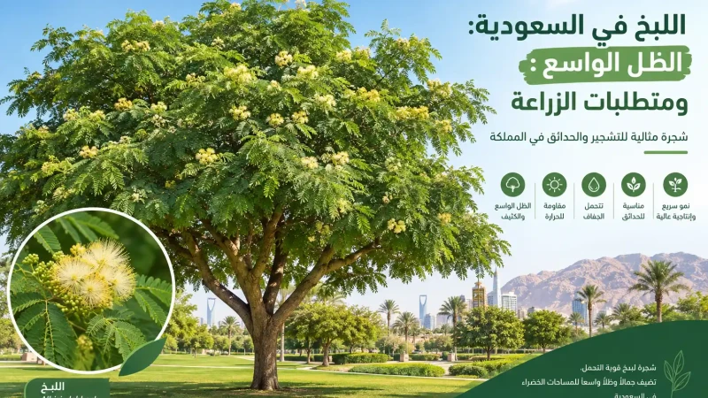 اللبخ في السعودية: الظل الواسع ومتطلبات الزراعة