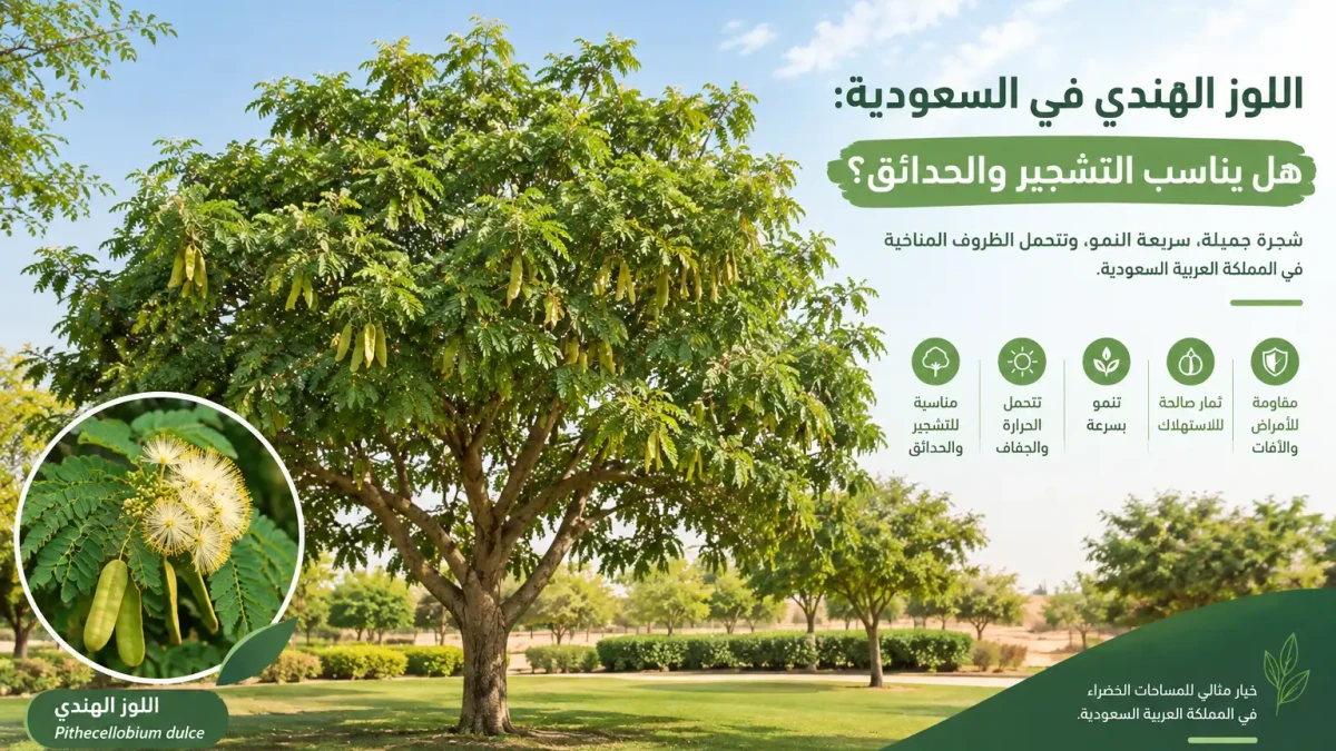 شجرة اللوز الهندي واستخدامها في التشجير وتنسيق الحدائق في السعودية.