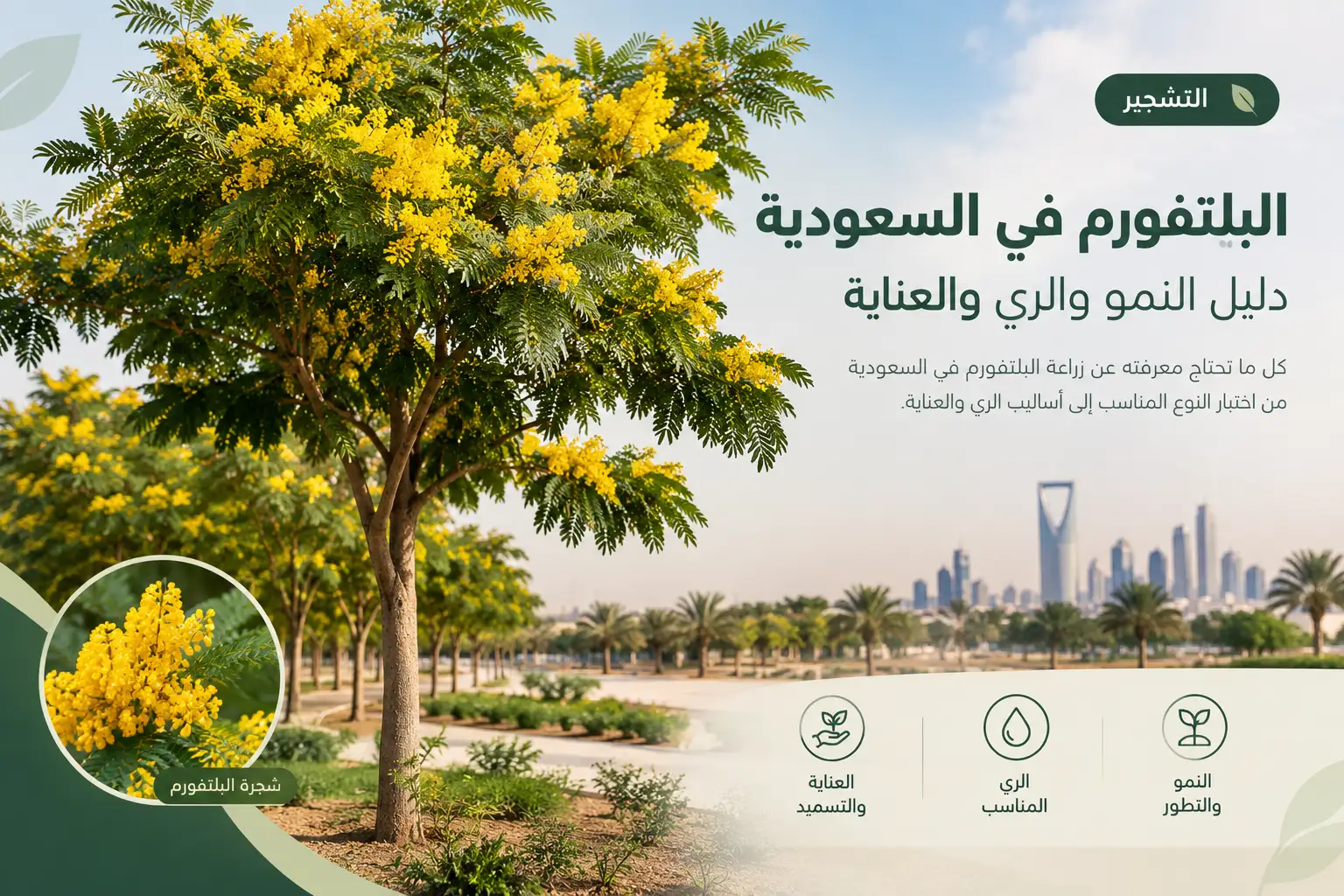 البلتفورم في السعودية: النمو والري وطرق العناية
