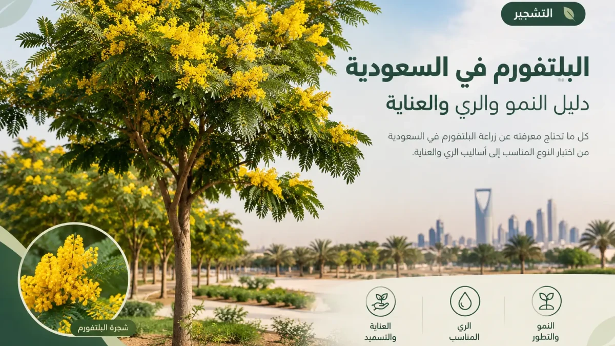 البلتفورم في السعودية: النمو والري وطرق العناية