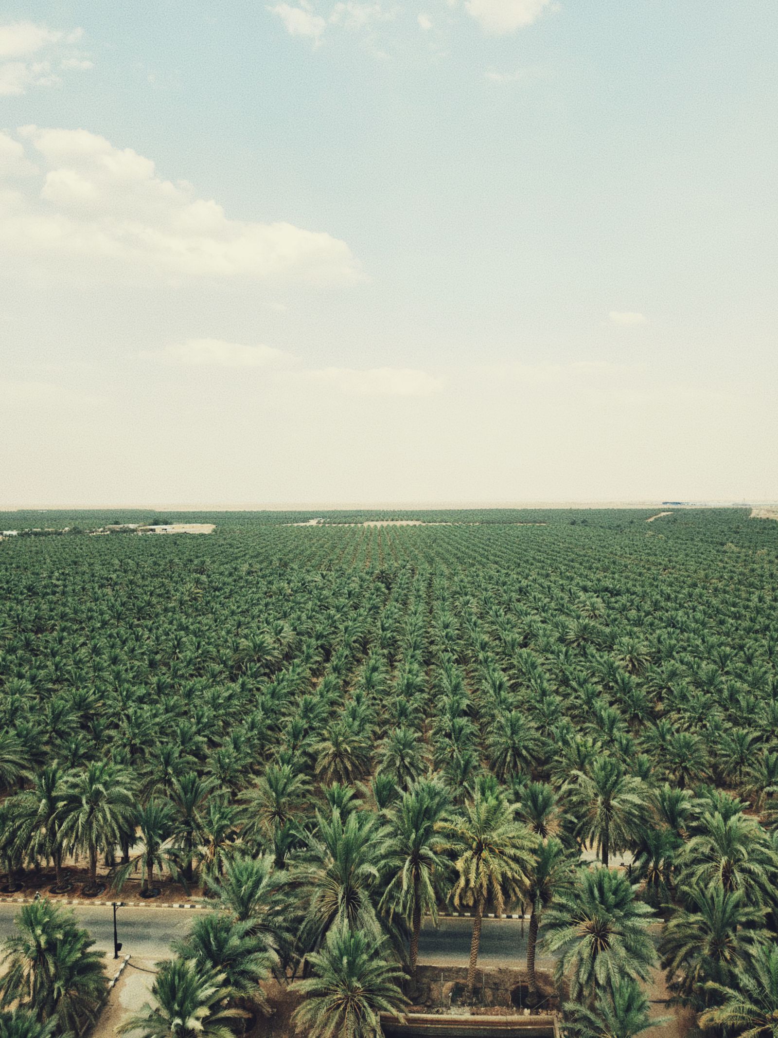 كيف تفحص الأشجار قبل شرائها من المشتل؟