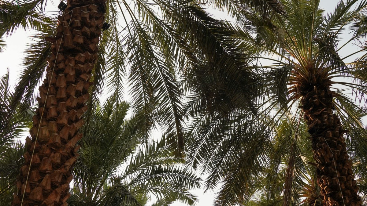 كيف تنقل وتزرع الأشجار الكبيرة دون خسائر؟