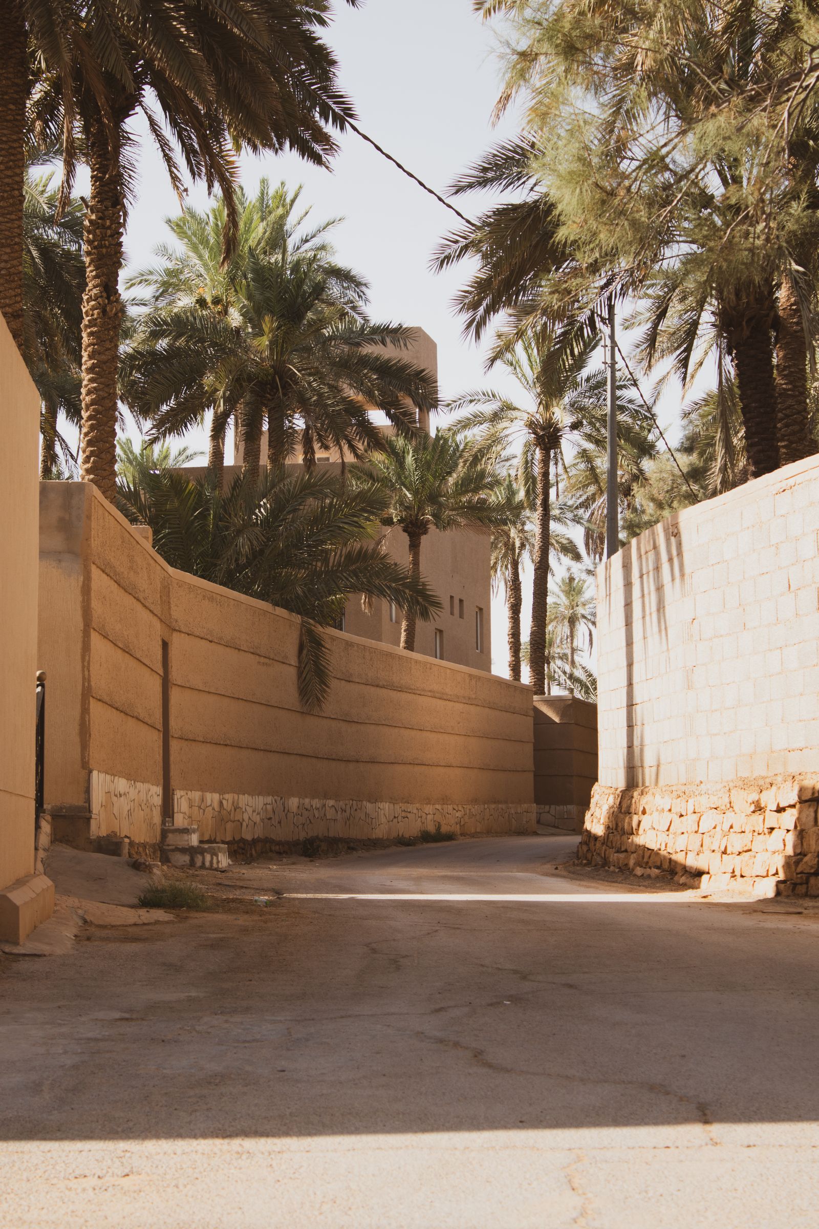 نخيل في المدينة المنورة بالمملكة العربية السعودية