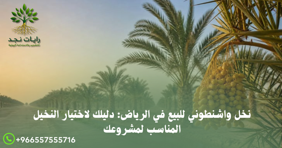 نخيل واشنطونيا طويل للبيع بالرياض