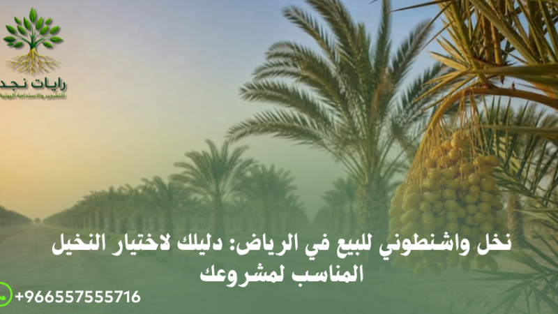 نخيل واشنطونيا طويل للبيع بالرياض