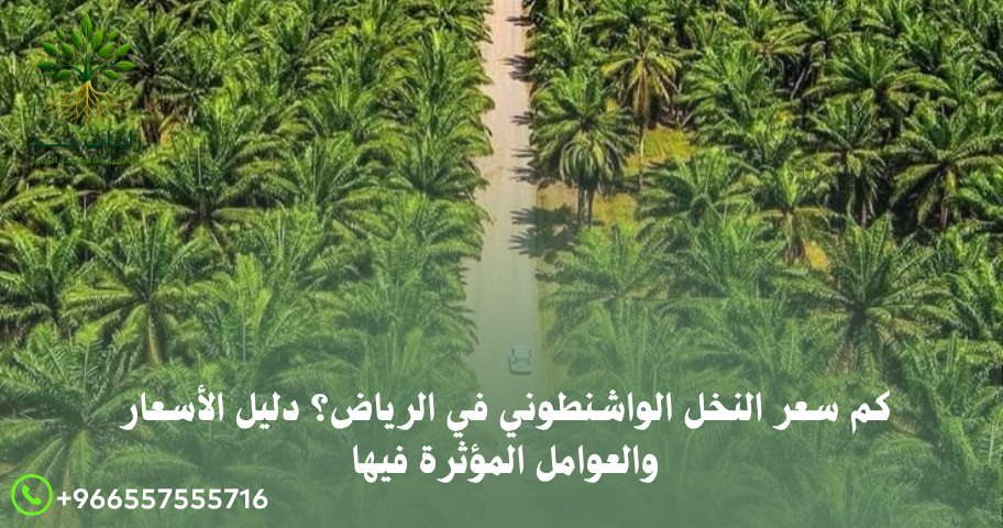 كم سعر النخل الواشنطوني في الرياض دليل الأسعار والعوامل المؤثرة فيها