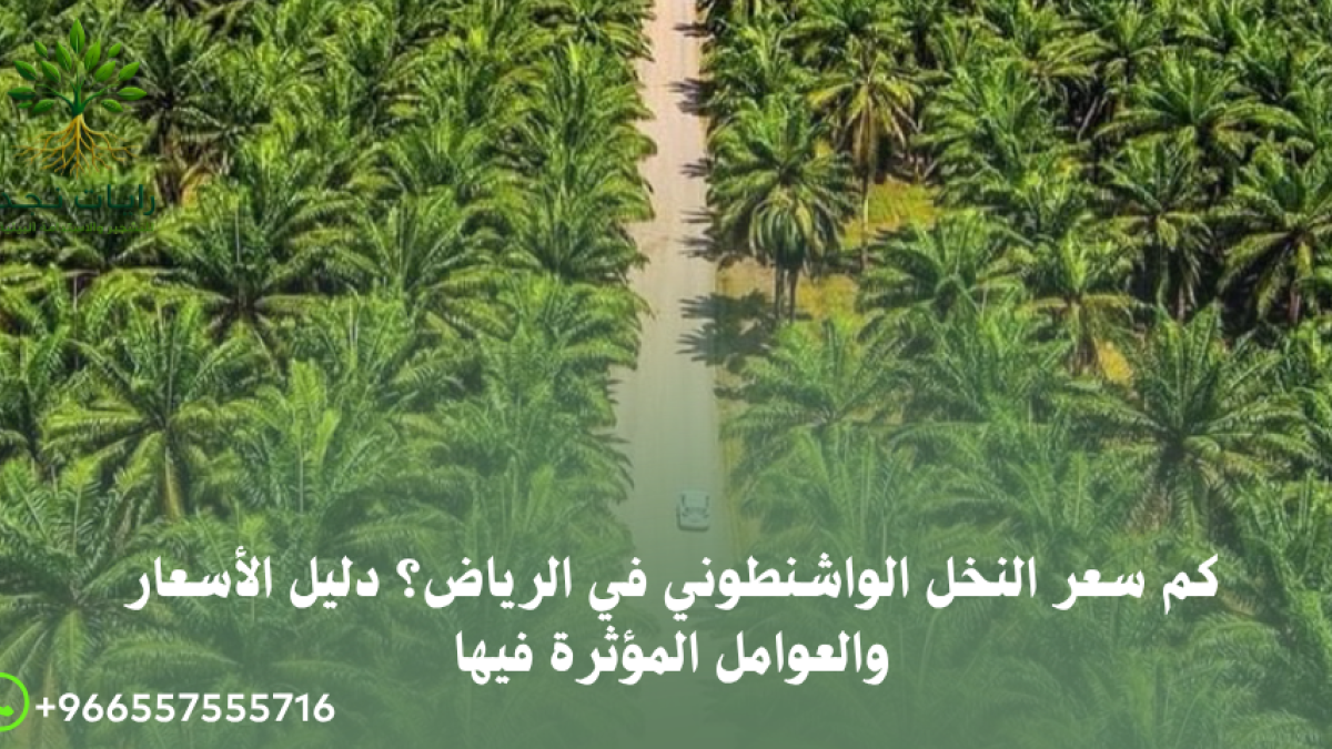 أفضل مشتل لبيع نخيل واشنطونيا بالرياض