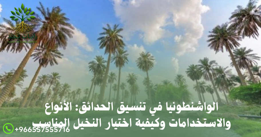 الواشنطونيا في تنسيق الحدائق: الأنواع والاستخدامات وكيفية اختيار النخيل المناسب