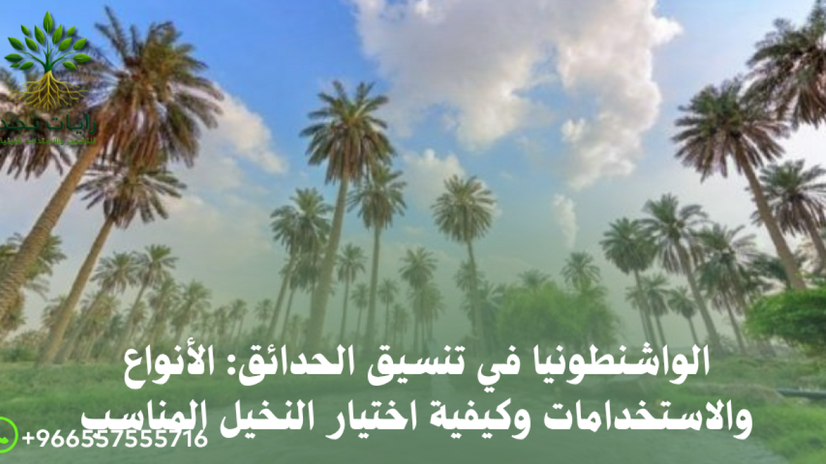أفضل أنواع نخيل واشنطونيا للحدائق