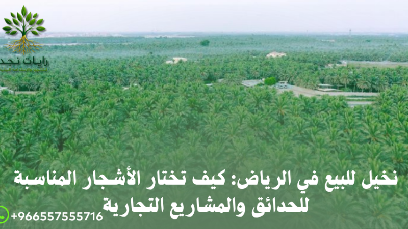 أفضل مشاتل النخيل بالرياض