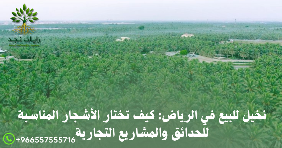 شراء نخيل بالرياض