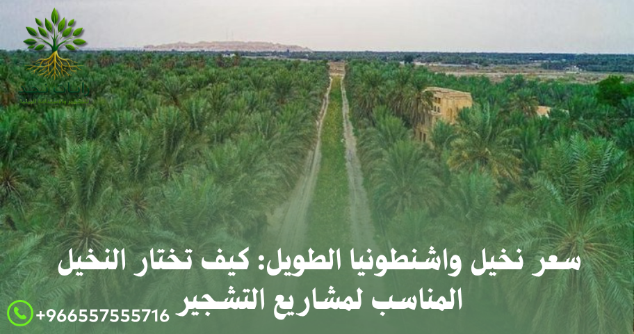 سعر نخيل واشنطونيا الطويل: كيف تختار النخيل المناسب لمشاريع التشجير