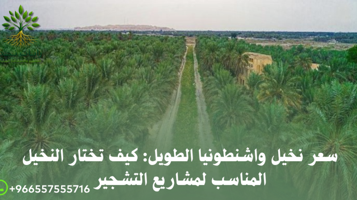 سعر نخيل واشنطونيا حسب الطول