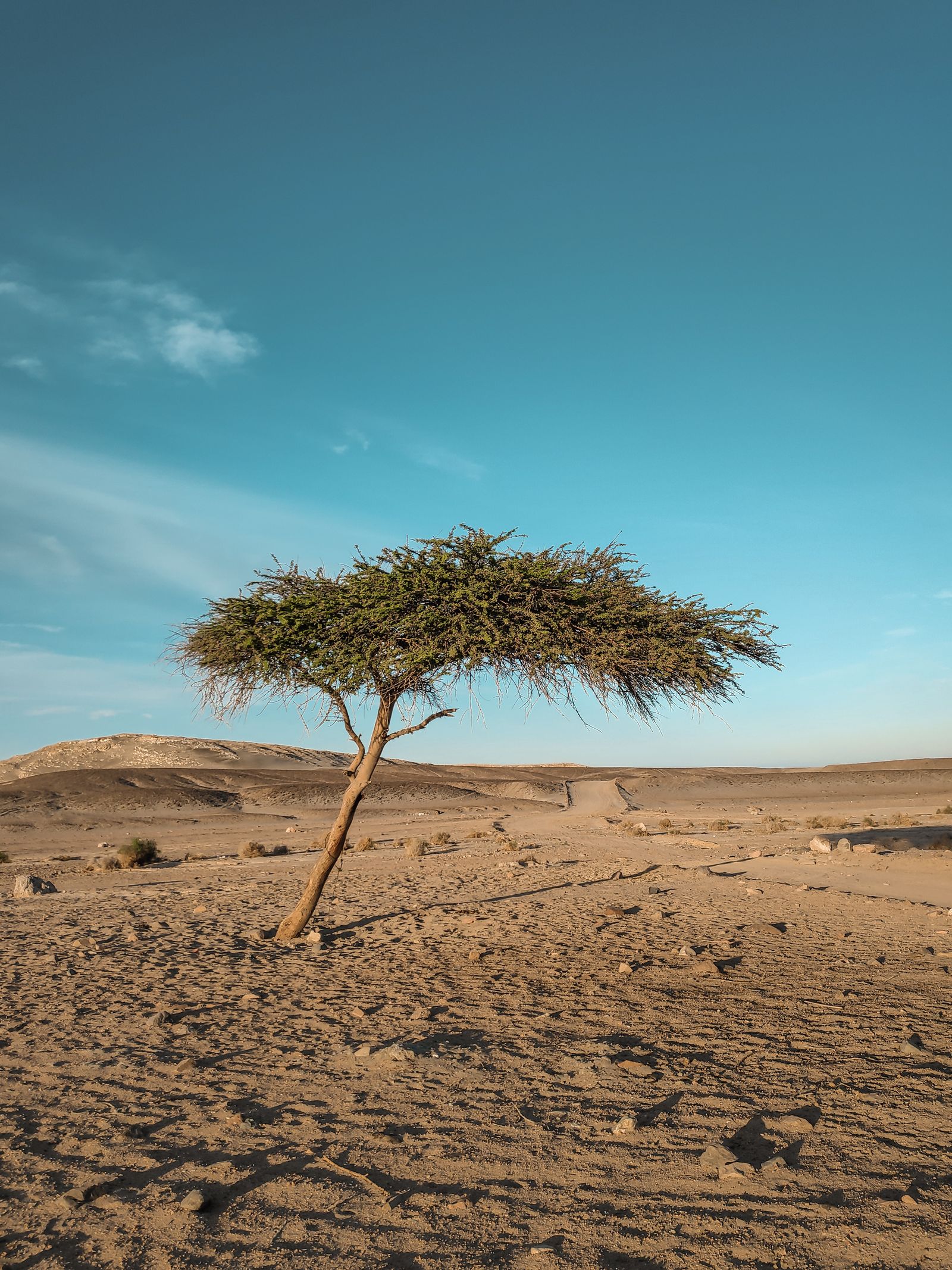 كيف تختار أشجارًا تتحمل الملوحة في السعودية؟