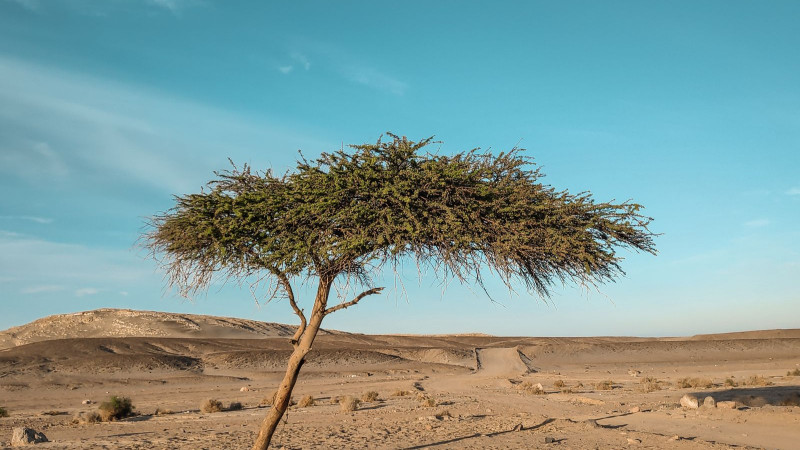 كيف تختار أشجارًا تتحمل الملوحة في السعودية؟