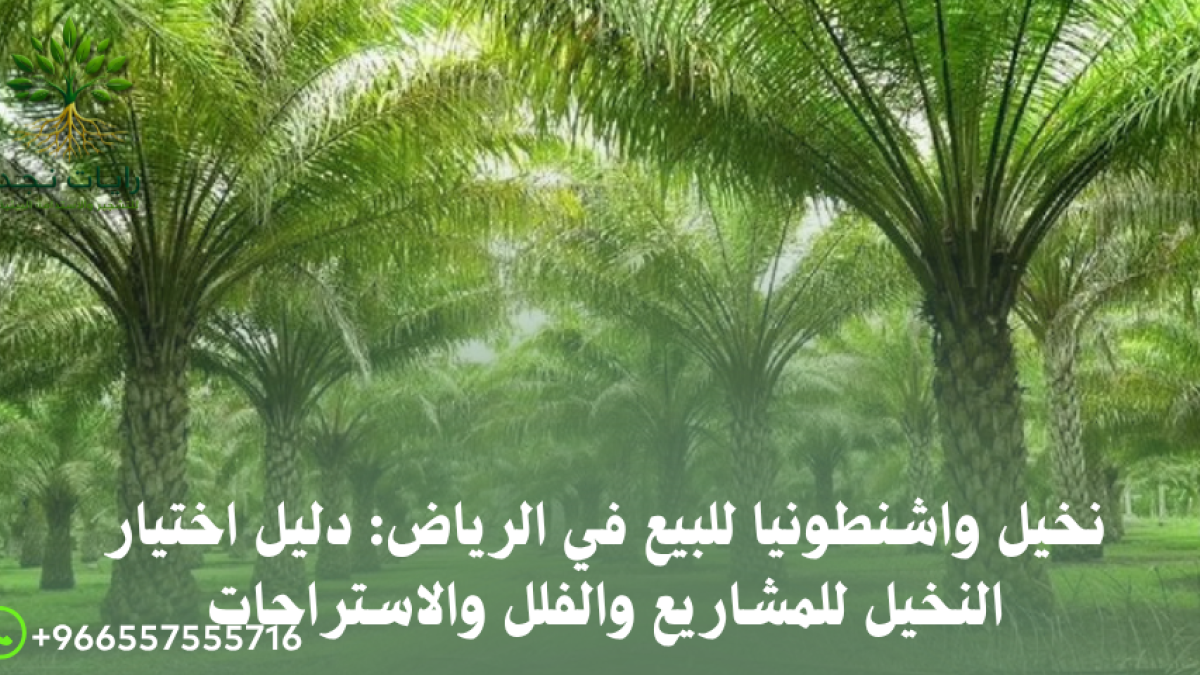 زراعة نخيل واشنطونيا بالرياض