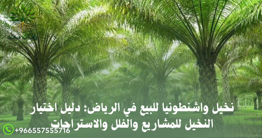 تكلفة زراعة نخيل واشنطونيا للمشاريع