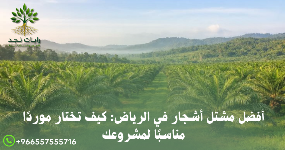 أفضل مشتل أشجار في الرياض كيف تختار موردا مناسبا لمشروعك