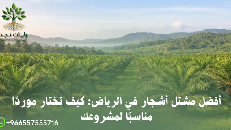 أفضل مورد أشجار ونخيل للمشاريع
