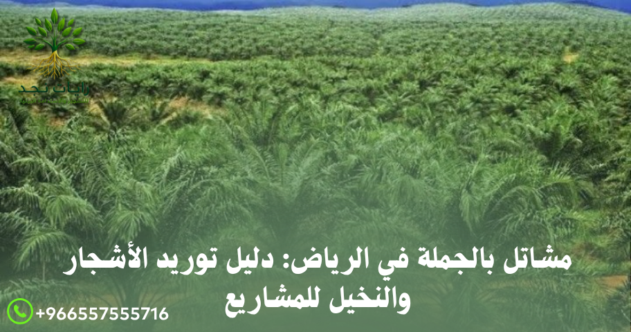 مشاتل بالجملة في الرياض دليل توريد الأشجار والنخيل للمشاريع