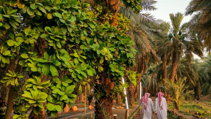 كيف تثبّت الأشجار بعد الزراعة بطريقة صحيحة؟
