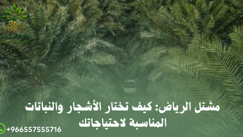 أفضل مشتل لشراء النباتات في الرياض