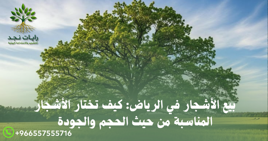 بيع الأشجار في الرياض: كيف تختار الأشجار المناسبة من حيث الحجم والجودة