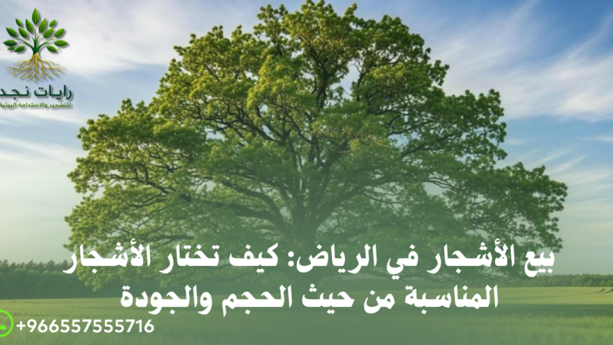 أفضل أنواع الأشجار للزراعة في الرياض