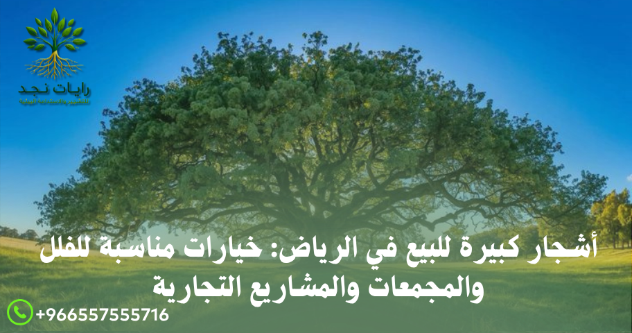 أشجار كبيرة للبيع في الرياض: خيارات مناسبة للفلل والمجمعات والمشاريع التجارية