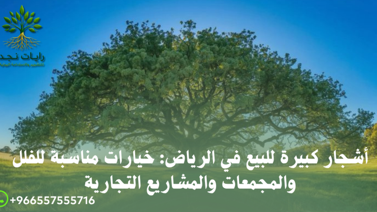 بيع الأشجار الكبيرة بالجملة بالرياض