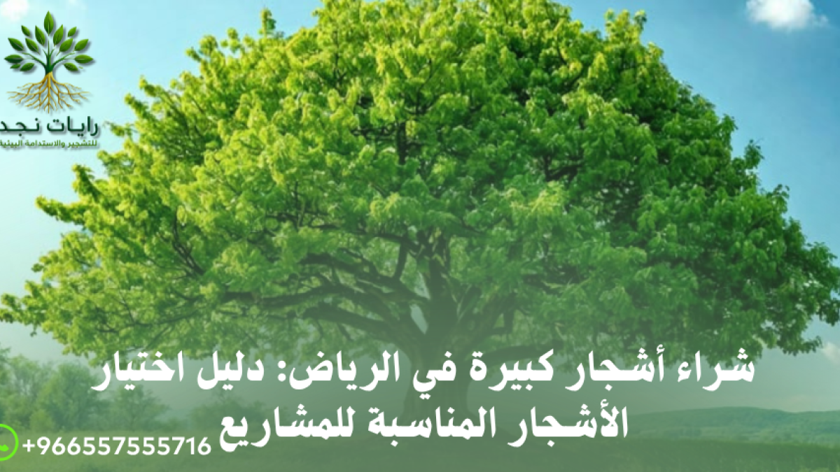 شراء أشجار زينة كبيرة بالرياض